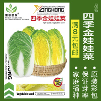 蔬菜种子四季播种阳台农家盆栽香菜菠菜生菜韭菜小葱草莓籽孑大四 均码 四季金娃娃菜约300粒