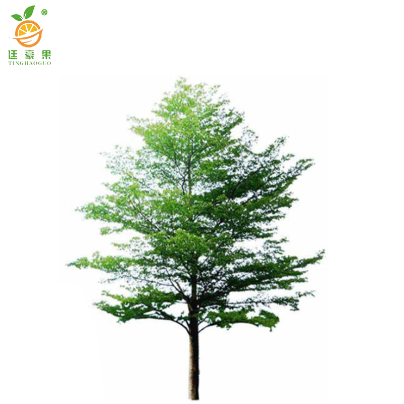 廷豪果 小叶榄仁 高8-10m /棵高清大图