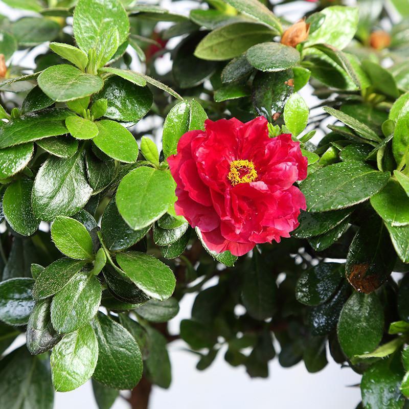 杜鹃花盆栽花卉室内绿植盆栽四季开花植物带花货室内阳台小盆景生活日用家庭清洁园艺用品花卉绿植盆栽
