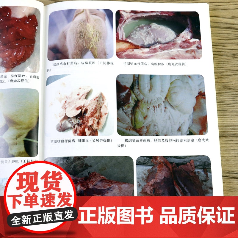 猪病病理诊断及防治精要 杨宝栓著书籍高清大图