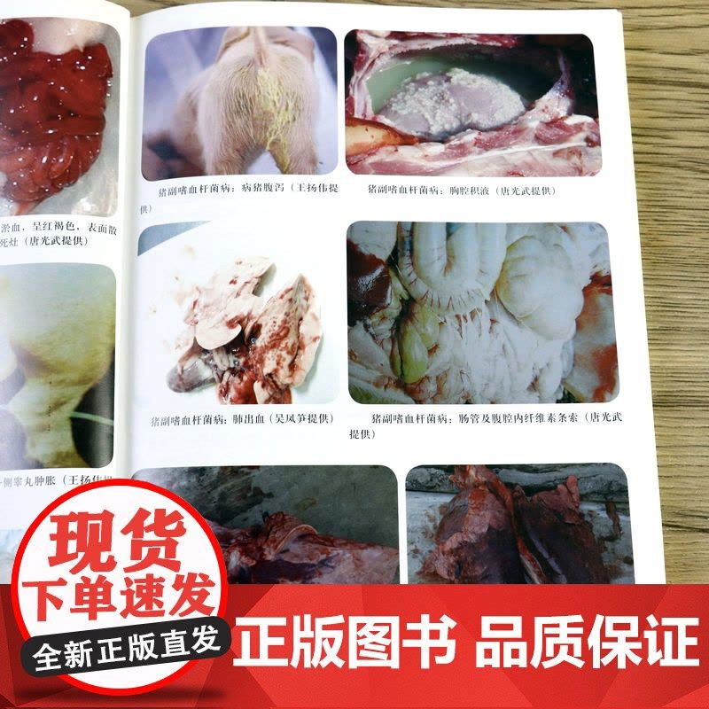 猪病病理诊断及防治精要 杨宝栓著书籍图片