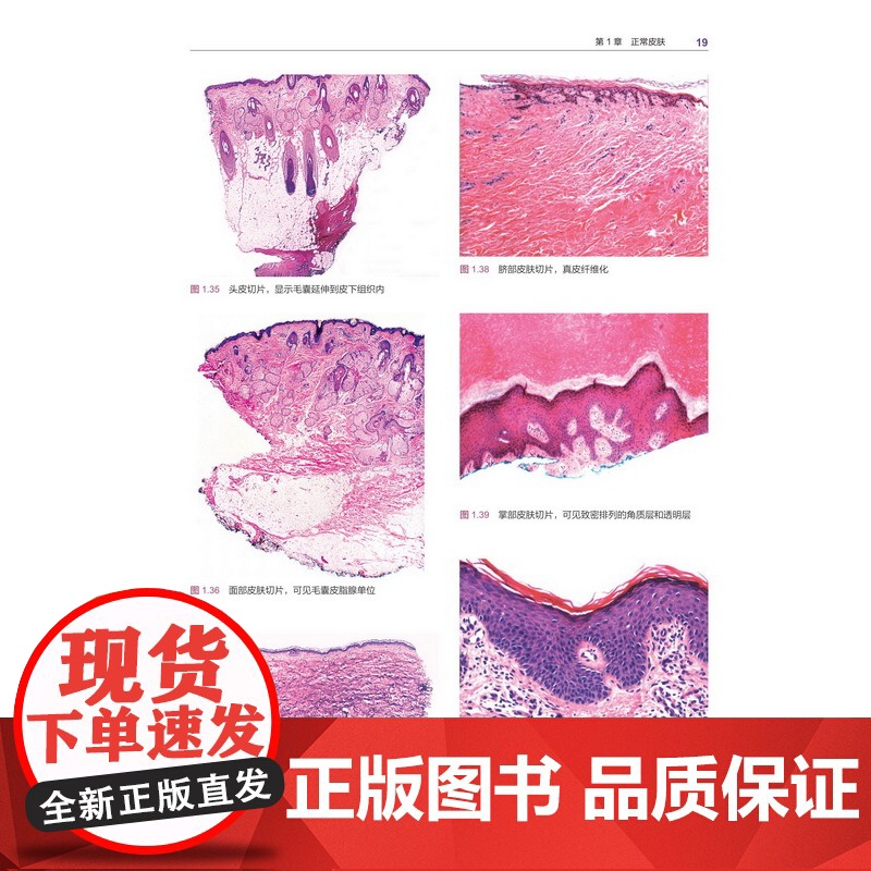 病理医师实用组织学 第5版高清大图