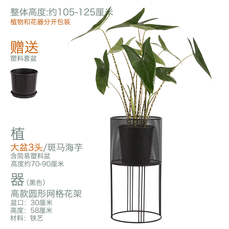 空之间生ins北欧红植物斑马海芋室内观叶绿植净化空气桌面盆栽