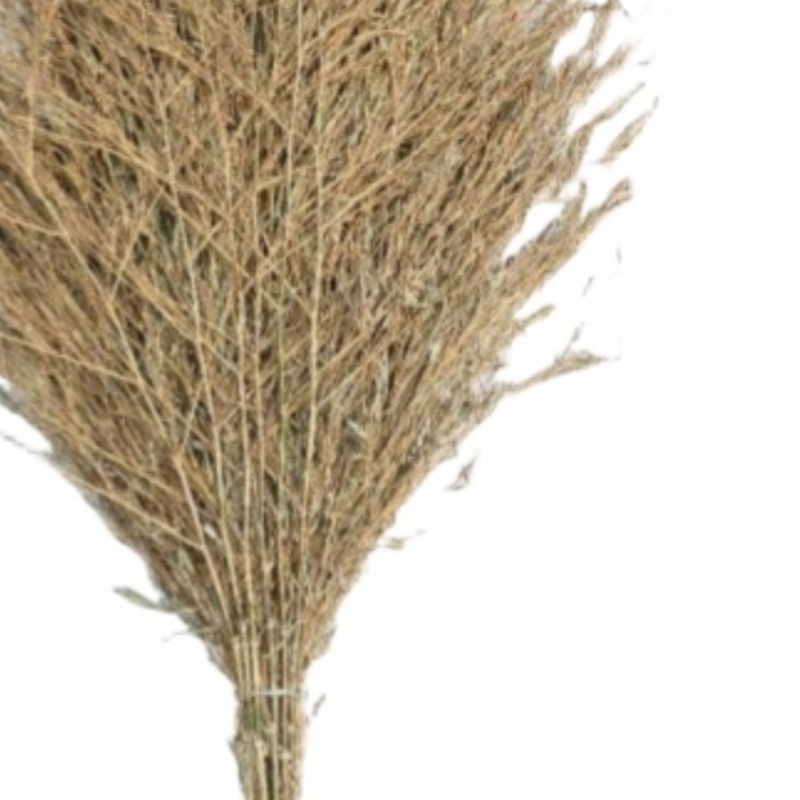 宗泊檬扫把高清大图