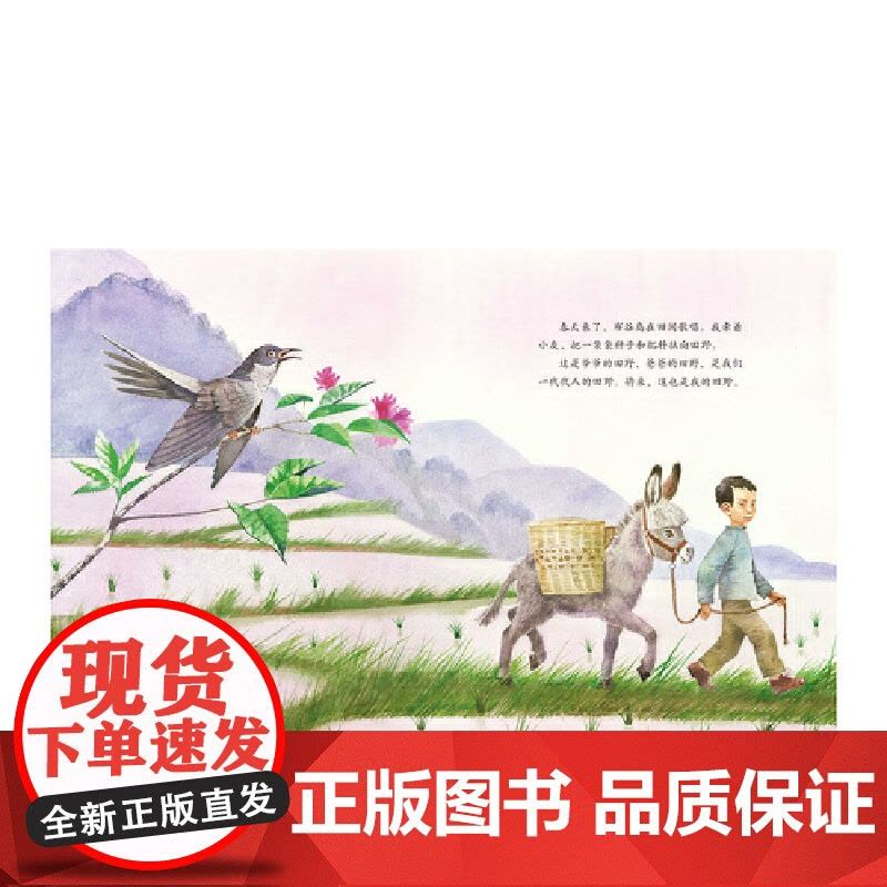 金羽毛·田埂上的童年 我和小灰的田野图片