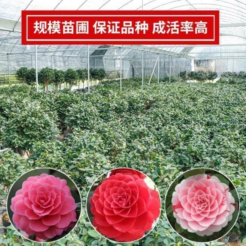 茶花盆栽五色赤丹带花苞四季香妃树苗山茶花盆栽室内烈香浓香型 香妃 2年苗[明年开花]小苗