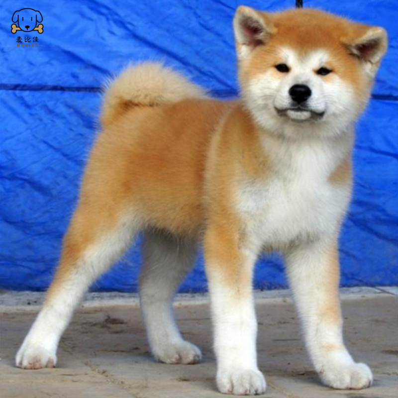 麦比佳 秋田犬幼犬 狗狗活体纯种双血统级大型犬秋田宠物狗 大骨架赛级高品质日系秋田看家护院忠犬八公狗 视频挑选