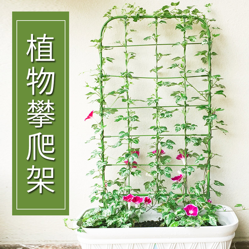 阳台植物爬藤花架喇叭花铁线莲造景屏风盆栽牵牛花攀爬网格架子图片 高清实拍大图 苏宁易购