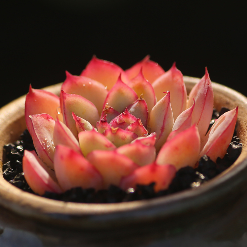 多肉植物新款橘子冰新手组合套餐抗辐射净化空气超萌肉办公室绿植