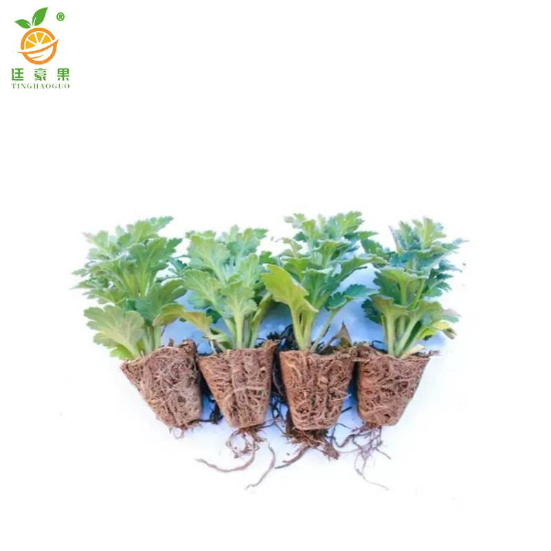 廷豪果 9月金玉满堂黄色 杯苗 /盆高清大图