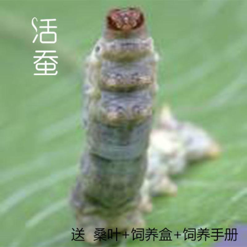 白色 白茧蚕30只套装 天然彩茧蚕套装蚕宝宝活体科普养蚕吃桑叶结彩茧特殊斑纹活蚕包活