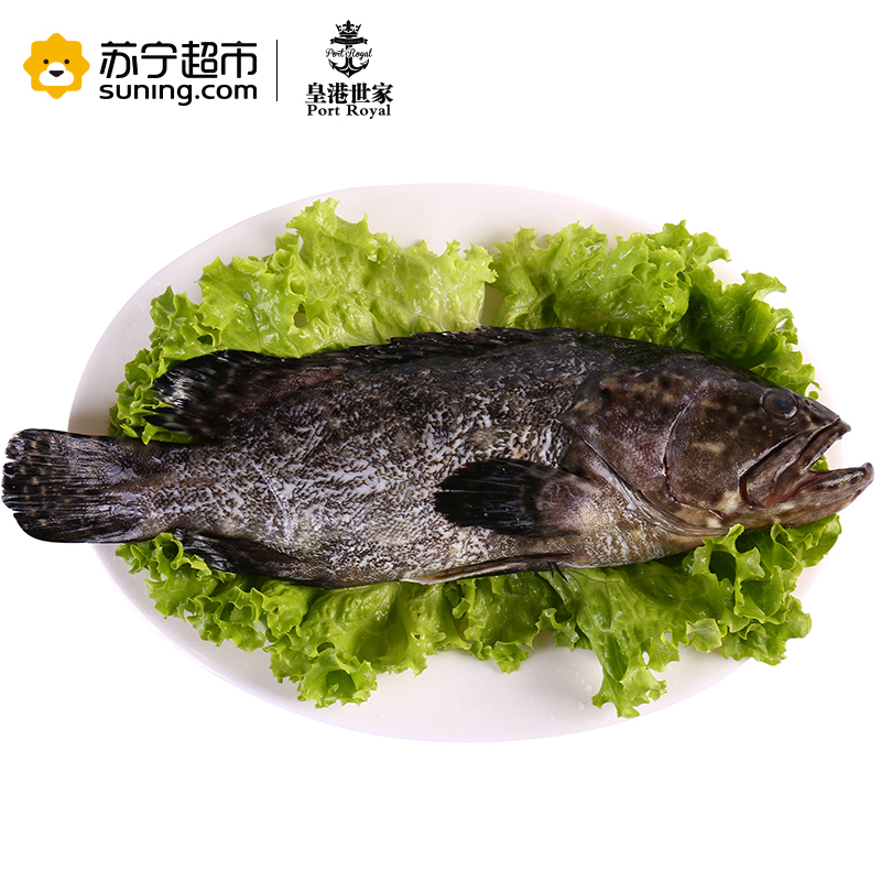 [活杀]皇港世家 活鲜水产 活杀海南青石斑鱼 1条