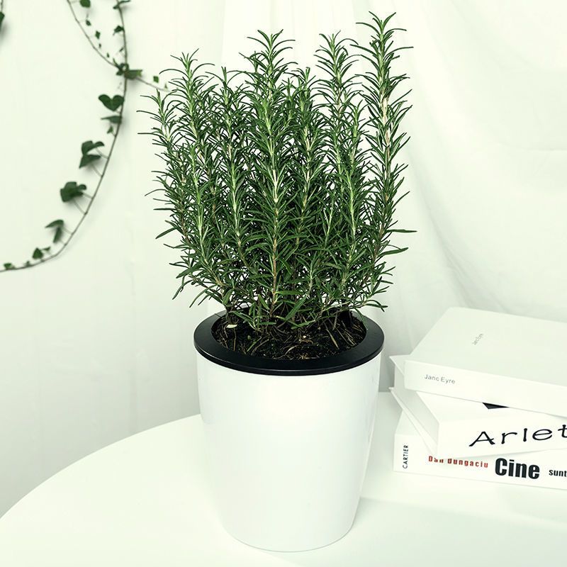 迷迭香盆栽花卉绿植四季常青驱蚊草驱虫草迷迭香苗牛排可食用植物