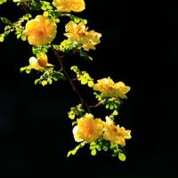 重瓣蔷薇花苗多花蔷薇花苗爬藤植物花卉绿植盆栽庭院阳台四季开花月季正宗3年苗