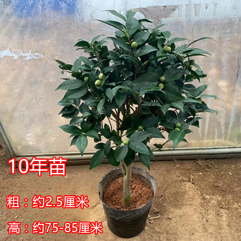 烈香香妃茶花树苗盆栽弹痕浓香型带花苞五色赤丹四季室内客厅花卉植物香妃10年苗不含盆参数配置 规格 性能 功能 苏宁易购