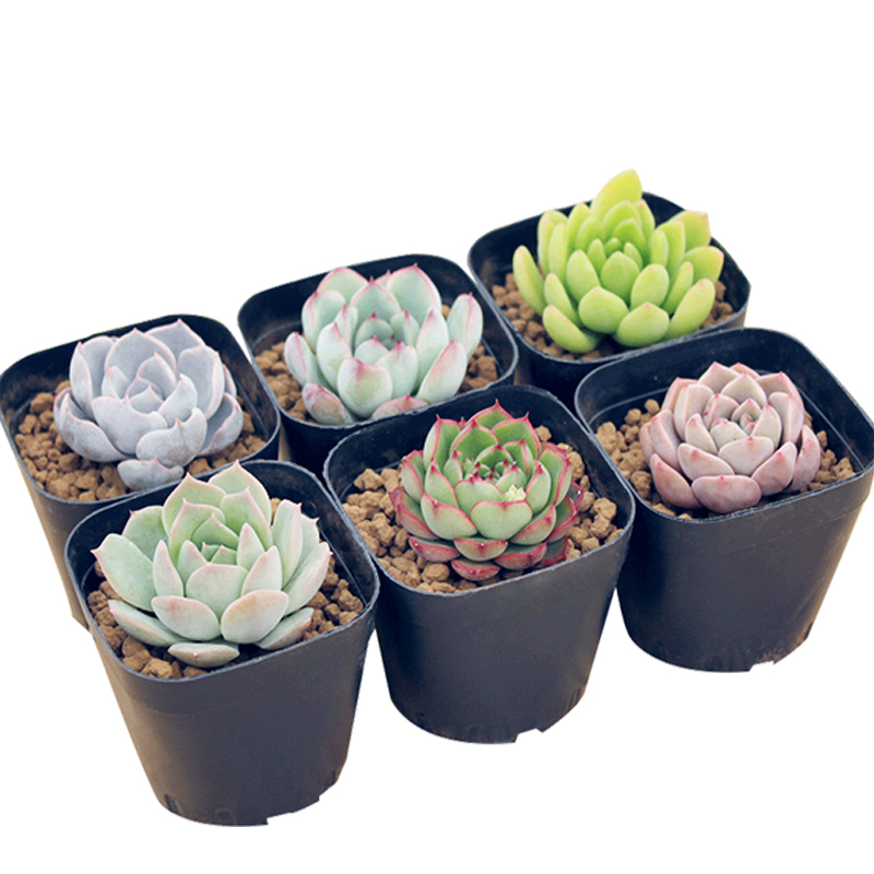 沐瑾绿植盆栽多肉植物组合盆栽肉肉植物含盆带土多肉办公室内绿植盆栽花盆 价格图片品牌报价 苏宁易购绿植园艺苏宁自营旗舰店