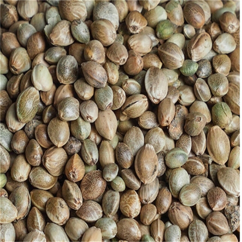 中药材火麻子仁正品麻子带壳皮火麻仁茶去壳皮泡水籽无硫饱满新货高清大图
