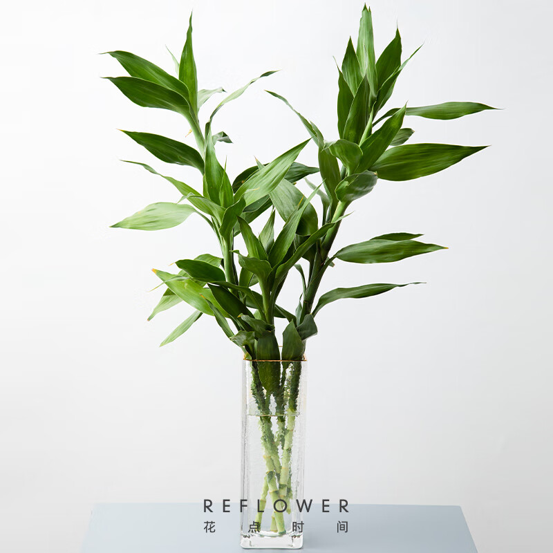 花点时间(Reflower) 竹报平安1束 富贵竹(收到订单后的72h内发货)