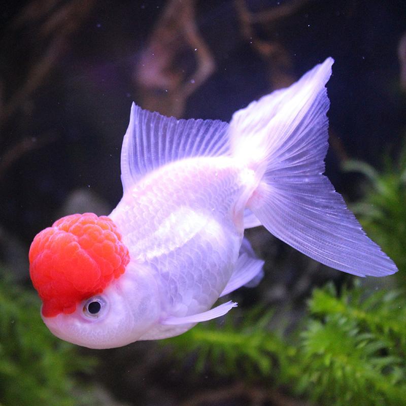 鹤顶红金鱼国粹鹤顶红锦鲤鱼红帽子金鱼冷鱼狮子头鱼宠物鱼
