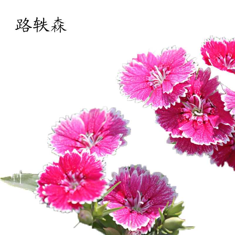 路轶森 石竹花 高30cm 棵高清大图