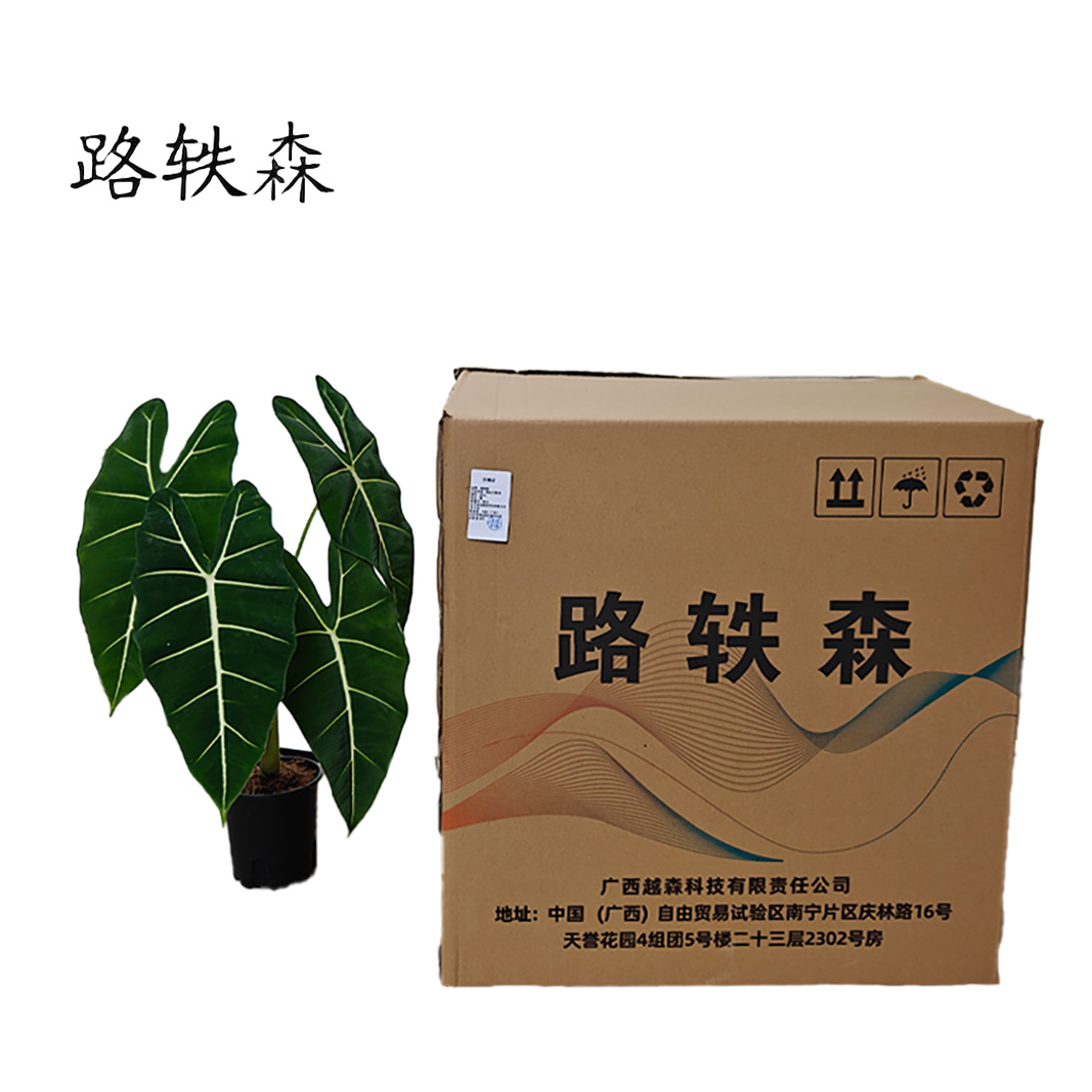 路轶森 精品天鹅绒 60cm高清大图