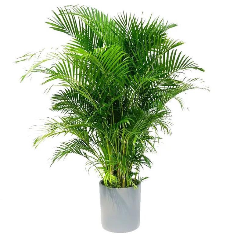 散尾葵凤尾竹夏威夷竹子袖珍椰子室内客厅大型弹痕盆栽绿植1315米高一