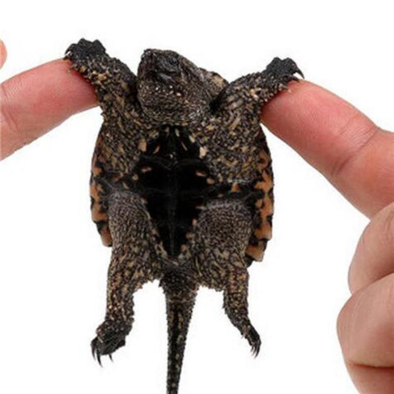 乌龟活体北美小鳄龟鳄鱼龟杂佛鳄龟大龟苗宠物龟观赏龟水龟北美小鳄龟