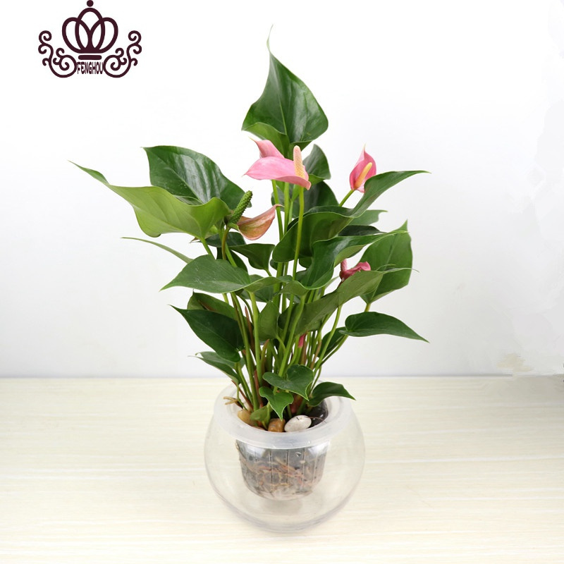 封后水培粉掌白掌盆栽室内绿植花卉懒人植物盆栽带花发货四季开花水培