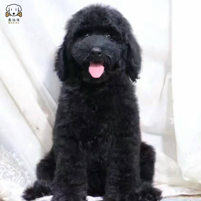 巨型贵宾犬幼犬狗狗活体 巨贵幼犬 纯种血统巨大型泰迪贵宾宠物狗 卷毛贵宾大型泰迪狗 健康保障视频挑选