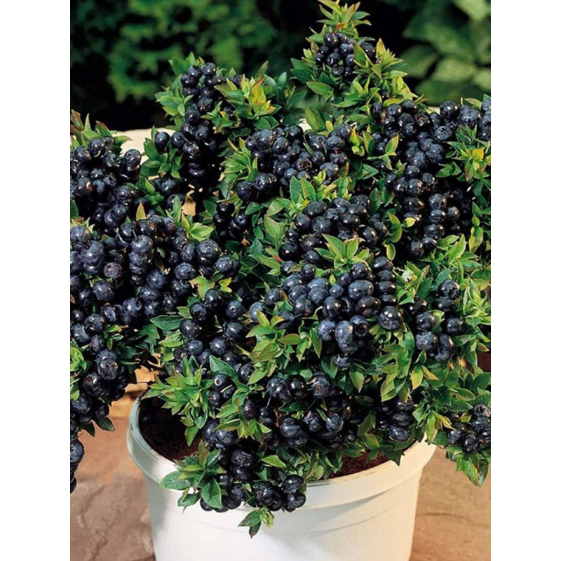 早熟蓝莓苗盆栽地栽蓝莓树苗南方北方种植蓝莓树苗带土黑珍珠