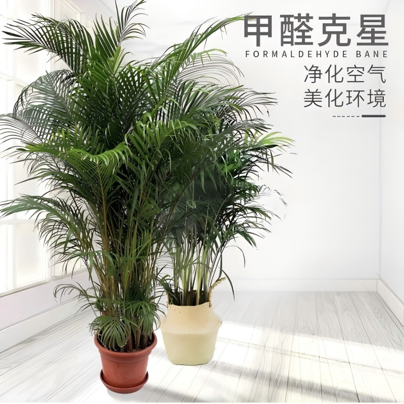 诚智旺 凤尾竹 高1.8m/盆高清大图