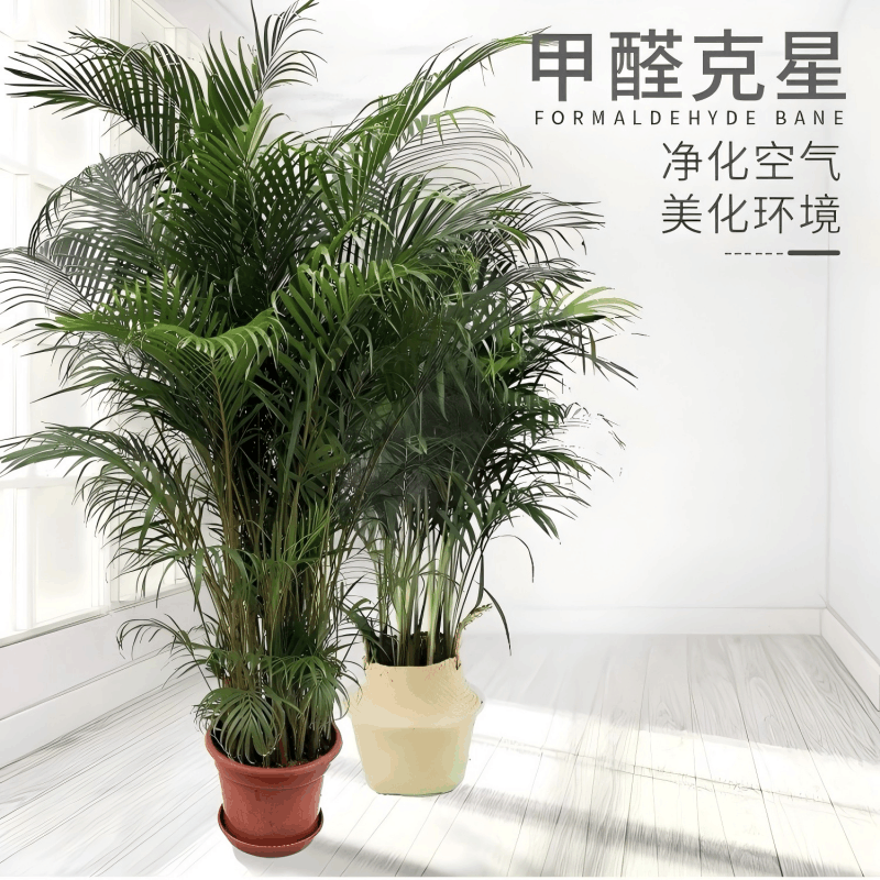 诚智旺 凤尾竹 高1.8m/盆图片