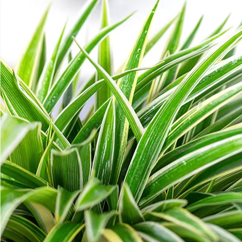 [补贴10%]金边吊兰盆栽花卉植物室内花净化空气绿植水培垂吊客厅甲醛阳台高清大图