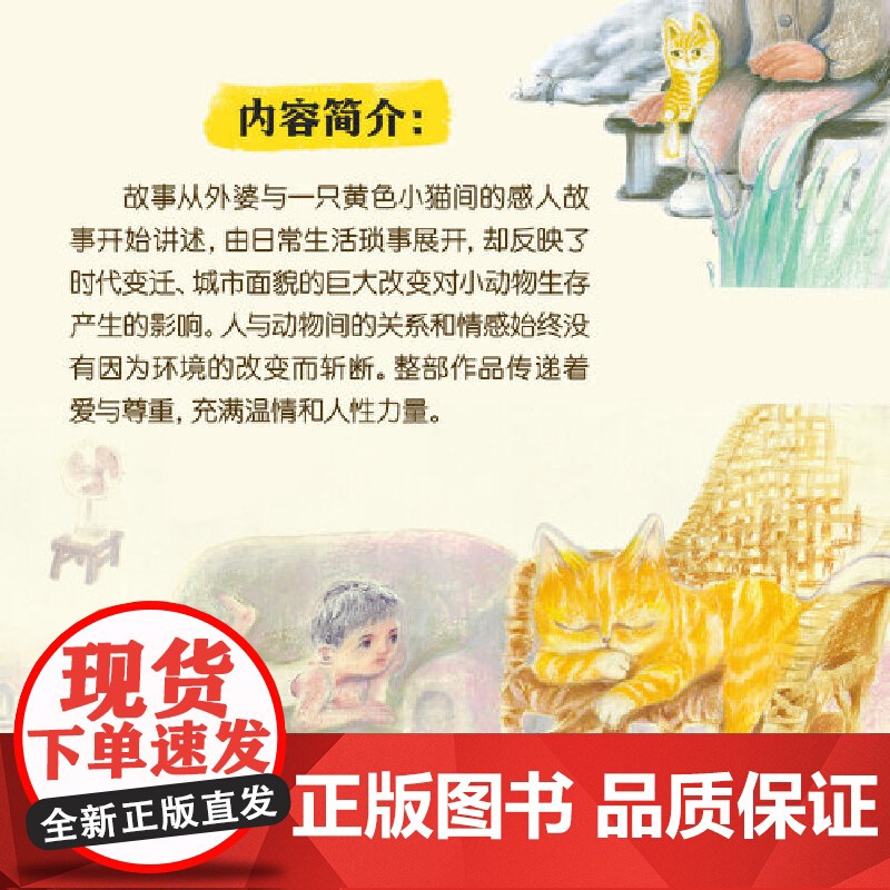 小猫妞妞高清大图