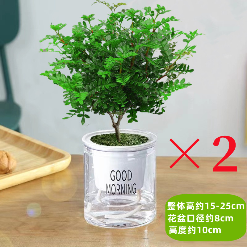 清香胡椒木盆栽花卉室内外驱蚊草植物树苗老桩盆景九里香绿植客厅 默认 【超值2盆】3年壮苗清香驱蚊（早安盆）送营养肥