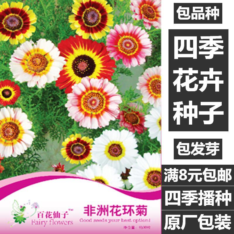 悦芳华园艺用品悦芳华混色花环菊花种子花坛庭院阳台盆栽花卉种子四季易种开花不断 价格图片品牌报价 苏宁易购芸竹家居专营店