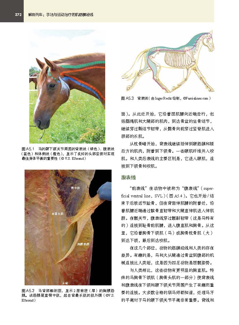 [正版]解剖列车 手法与运动治疗的肌筋膜经线 第4版 新版上市 筋膜释放技术 筋膜研究在躯体训练中的应用 北京科学技术高清大图
