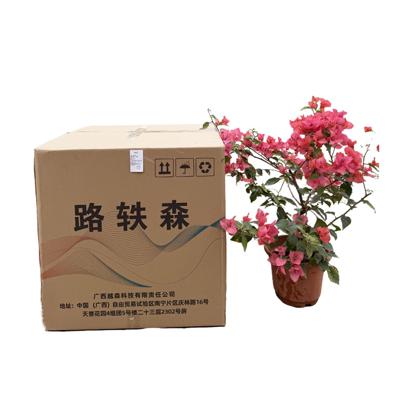 路轶森 三角梅 0.6m 棵高清大图