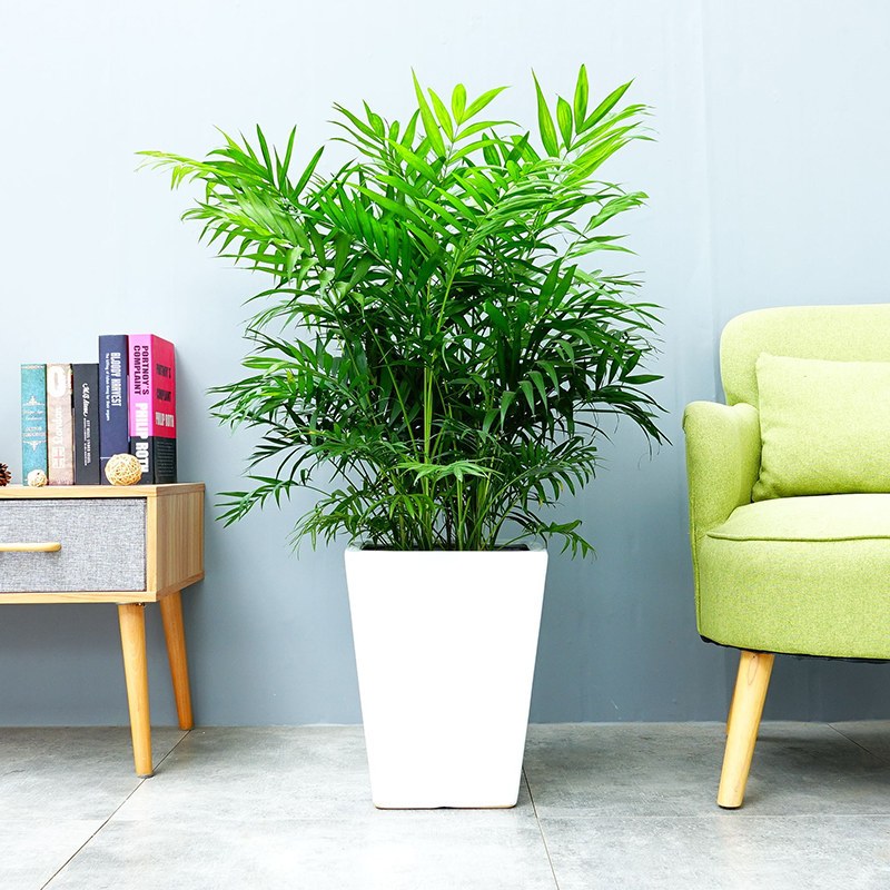 袖珍椰子盆栽室内客厅植物办公室大型四季常青净化空气绿植