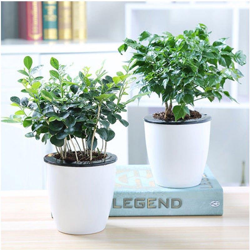 （带盆栽好）幸福树花卉绿植盆栽荷花竹虎皮兰室内办公室水培植物兰常青藤多功能时尚创意生活日用园艺用品花卉观叶植物