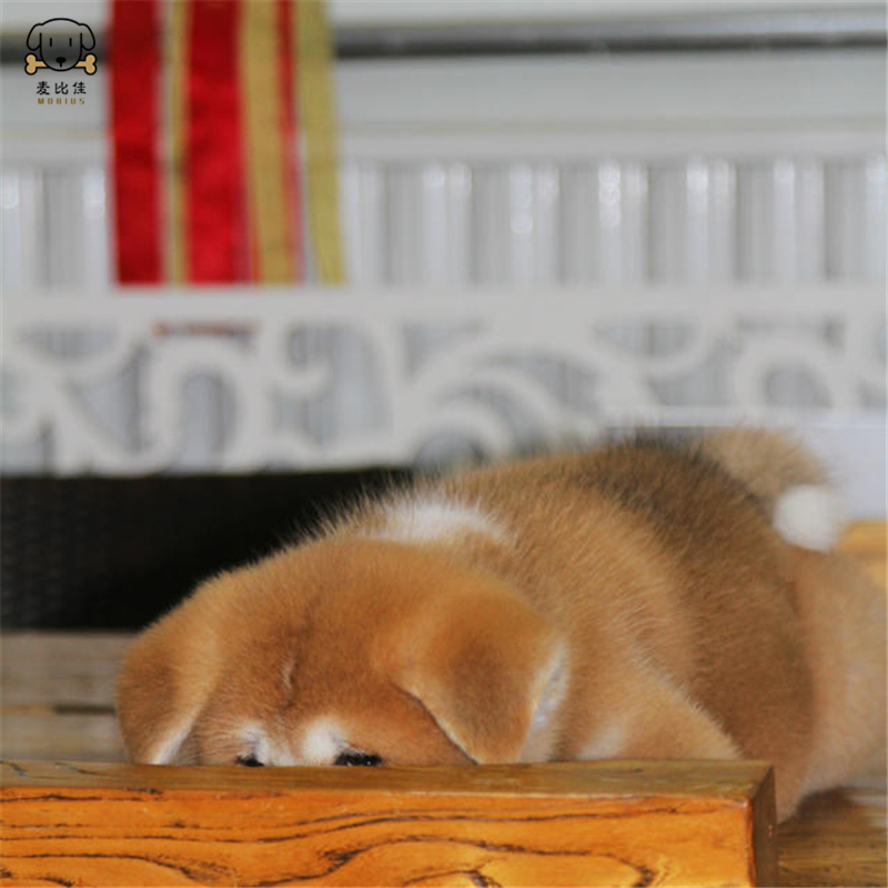 秋田犬 差 价 款高清大图