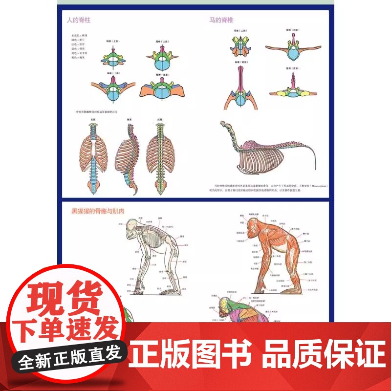 动物与人体的比较解剖书 (日)加藤公太,(日)小山晋平 著 张文慧 译 大学教材艺术 正版图书籍 电子工业出版社高清大图