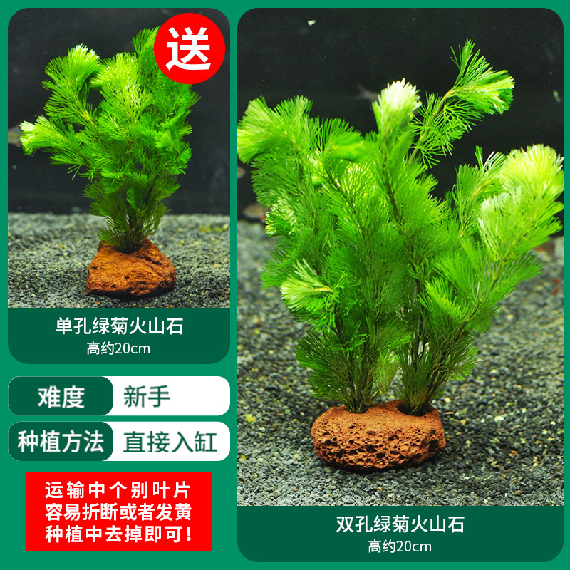 水草植物鱼缸造景莫斯阴性水榕沉木蜈蚣水培懒人增氧乌龟真草缸