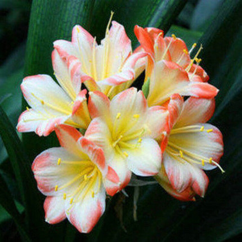 古达君子兰盆栽精品绿植办公室室内花卉圆头和尚5年大苗带花当年开花6