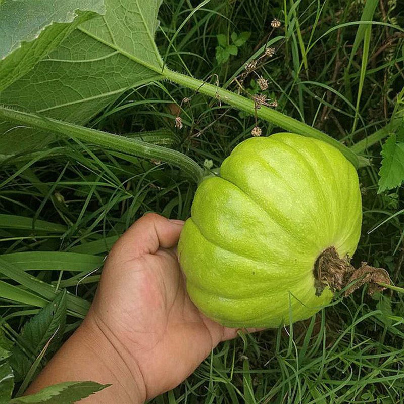 赛卡伊云南新鲜姜柄瓜蔬菜小麦瓜小瓜小南瓜特产嫩南瓜