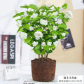 茉莉花苗盆栽水培带花苞九里香栀子花卉绿植物四季开花室内鲜花 亏本回馈精品茉莉花5棵装原土育苗袋送营养肥