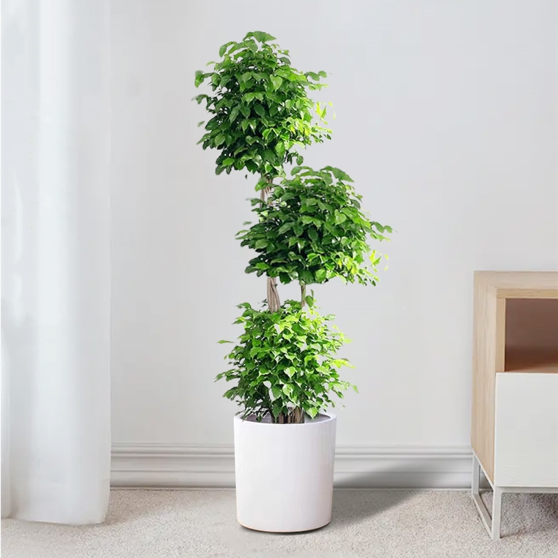 花知趣幸福树盆栽室内绿植高杆大型植物绿宝办公室客厅