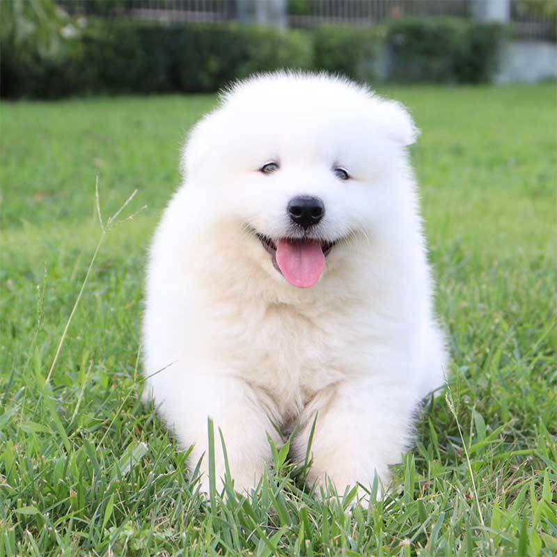 多多名宠 萨摩耶犬 萨摩耶 微笑天使 狗狗