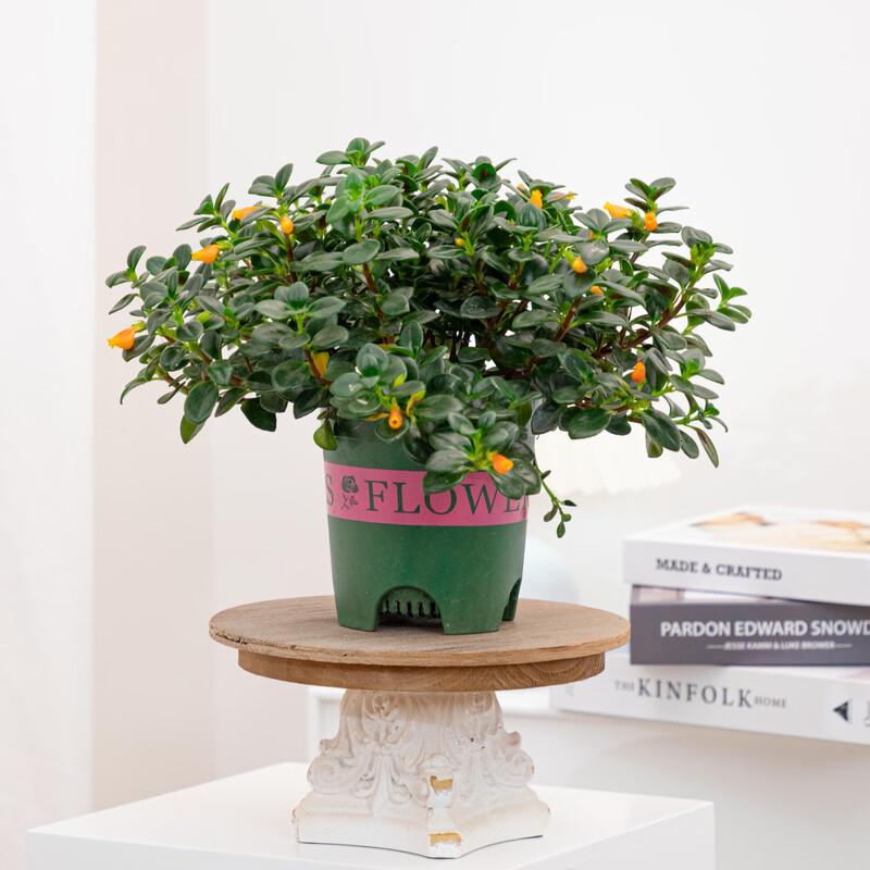花点时间(Reflower)金鱼吊兰2盆高清大图