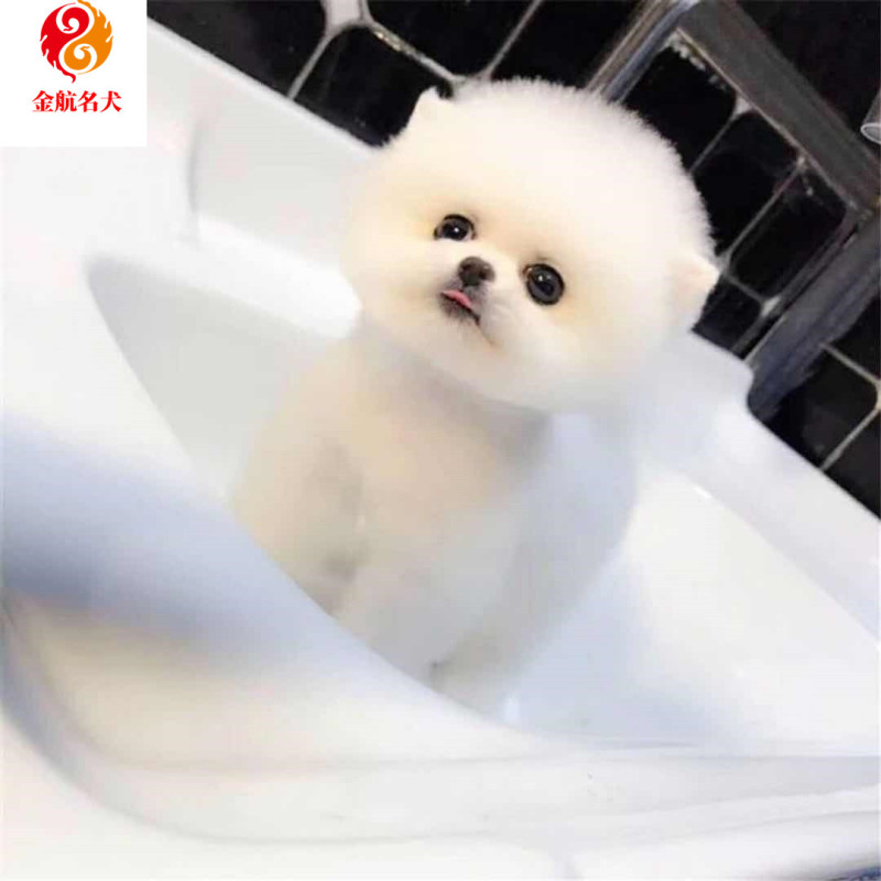 博美犬活体幼犬纯种玩具犬茶杯犬宠物狗狗小型犬公母都有博美幼犬视频挑选售后保障报价 参数 图片 视频 怎么样 问答 苏宁易购